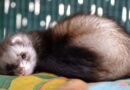 Covid 19, gli animali non infettano l’uomo e i furetti sono i nostri migliori alleati