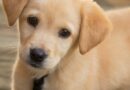 Bolzano, l’appello degli animalisti ai candidati: “Affidare le aree cani alle associazioni”