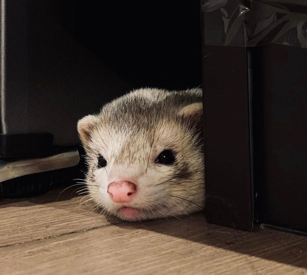 Furetto Gatsby