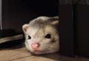 Furetto Gatsby