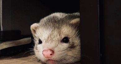 Furetto Gatsby