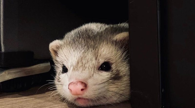 Furetto Gatsby